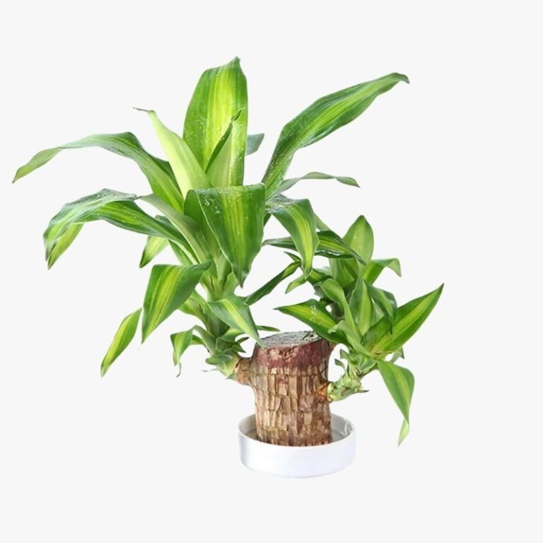 Lucky Brazilian Wood Plant